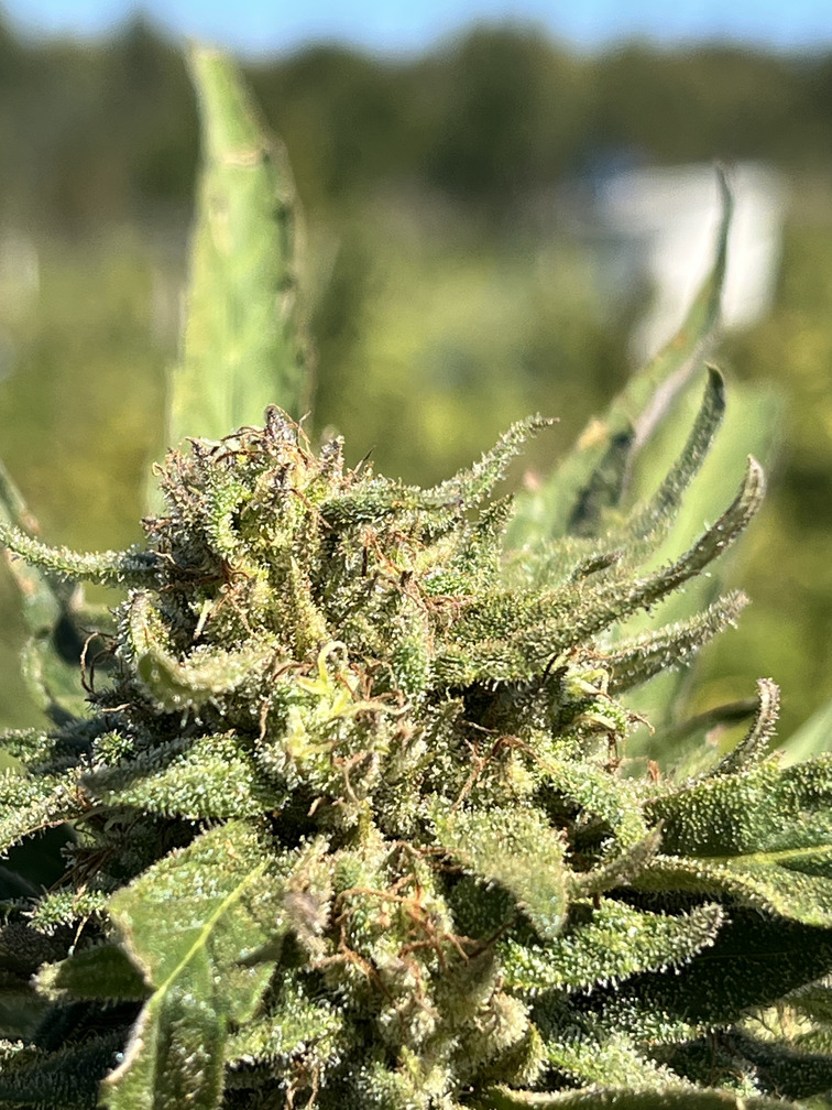 Cultivamos la genética
