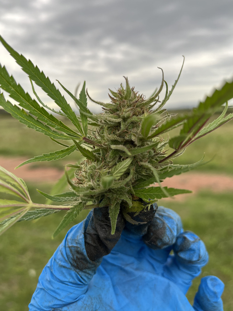 Flor de CBD Premium